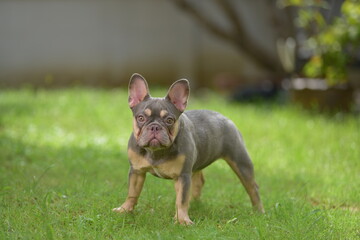 french bulldog