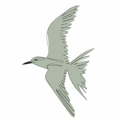 bird flying sketch, line drawing vector, isolated
