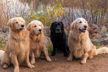 A photograph of 3 Golden Retrievers and a Black Labrador Retriever posing in the wood 