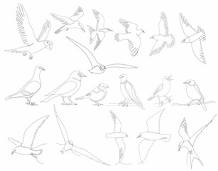 birds set drawing one continuous line vector, isolated