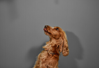 Cocker spaniel dog looking up with tongue out of mouth