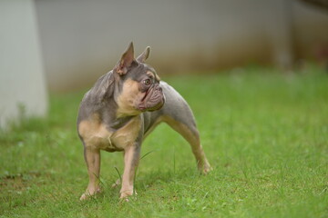 french bulldog