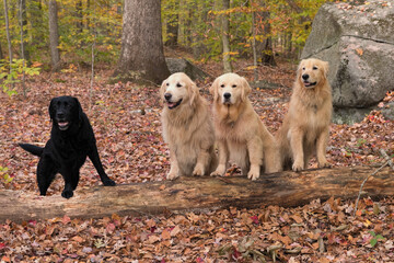 A photograph of 3 Golden Retrievers and a Black Labrador Retriever posing in the wood 