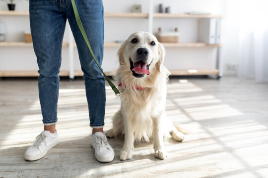Cropped view of young guy holding his cute golden retriever on leash, ready for walk at home, copy space