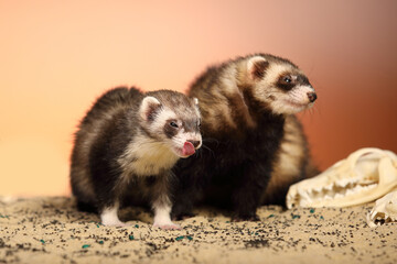 Halloween creepy studio portrait of adult ferret with skulls