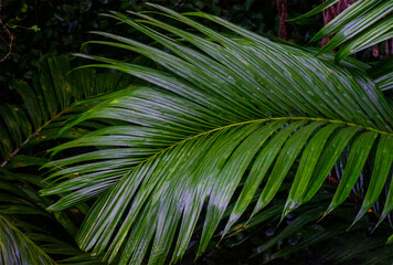 Tropical jungle palm foliage, dark green toned for nature background