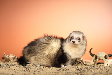 Halloween creepy studio portrait of adult ferret with skulls