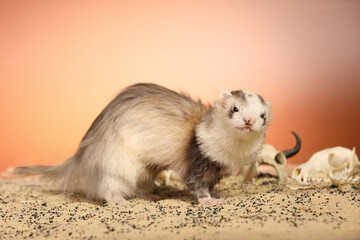 Fototapeta premium Halloween creepy studio portrait of adult ferret with skulls