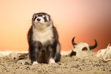 Halloween creepy studio portrait of adult ferret with skulls