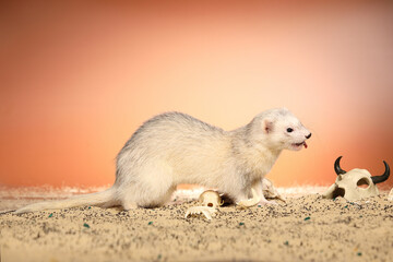 Halloween creepy studio portrait of adult ferret with skulls