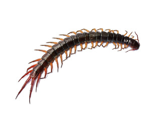 Close-up photo of a large centipede lying on a white background.
