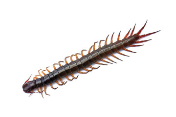 Close-up photo of a large centipede lying on a white background.