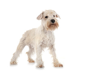 miniature white schnauzer in studio