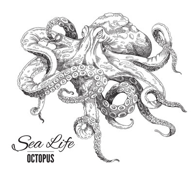 Octopus is hand drawn. Vector sketch illustration of detailed drawn realistic black and white octopus