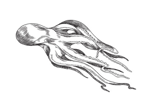 Marine octopus or devilfish swimming, engraving vector illustration isolated.