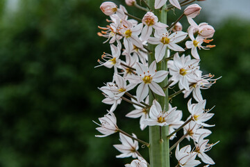 Blüten einer Riesen Steppenkerze