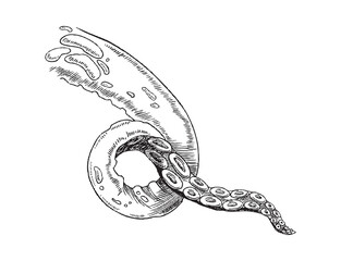 Hand drawn realistic vector illustration of single octopus tentacle isolated on a white background. © sabelskaya