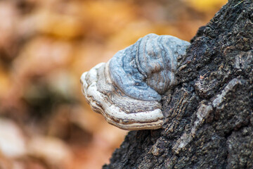 Destroyer mushrooms on an old sick tree in the forest. Autumn forest and trees