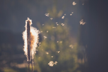 Beautiful fantastic image of reeds fluff. Copy space. Horizontal image.