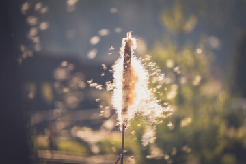 Autumn landscape. Close up beautiful fantastic image of reeds fluff.