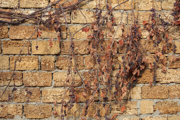 Grapevine weaves along the wall