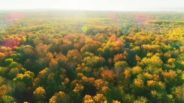 Aerial video of autumn forest on a sunny day