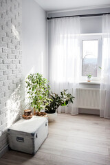 White wooden box and Ficus plants in white flower pots in the interior of the living room in light colors