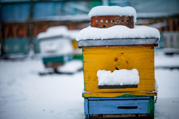 old hive entrance in winter. Honey-bee colony guards hive from looting honeydew. bees return to...
