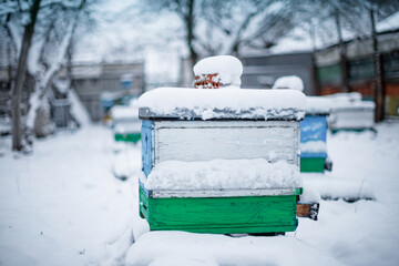 Colorful hives on apiary in winter stand in snow among snow-covered trees. Beehives in apiary covered with snow in wintertime in frosty. Multiple yellow and blue painted bee hive boxes on snowy