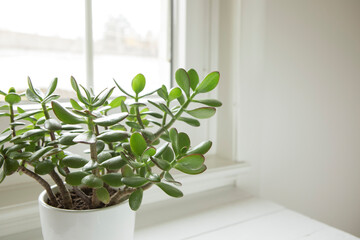 Crassula ovata, jade plant close-up. House plant in pot on window sill with lush green leaves. Succulent in home garden.