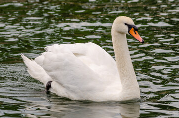 white swan on the lake