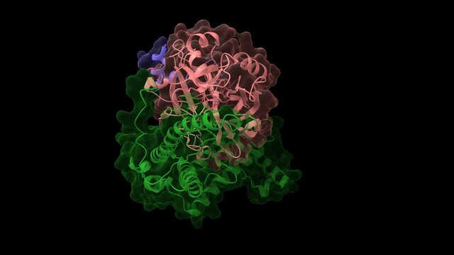 Staphylocoagulase (green) complexed with human thrombin heterodimer. Animated 3D cartoon and Gaussian surface models in two purpendicular projections, PDB 1nu7, black background