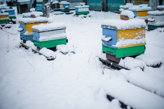 Colorful hives on apiary in winter stand in snow among snow-covered trees. Beehives in apiary covered with snow in wintertime in frosty. Multiple yellow and blue painted bee hive boxes on snowy