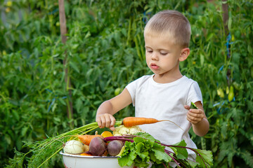 vegetables in the hands of children on the farm. Selective focus.