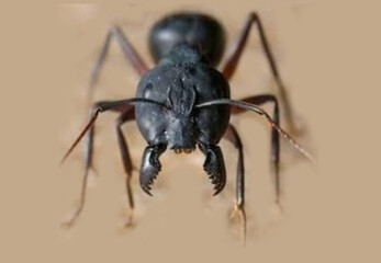 close up of a ant