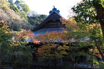 Fototapeta premium 秋の鎌倉。妙本寺の紅葉。