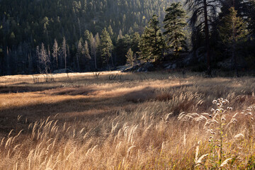 Abendimpressionen vom Cub Lake Trail im Rocky Mountains National Park