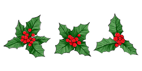 Set of holly bunches, color vector illustration