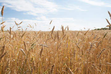 Ripe spikelets of wheat grow in a field in sunlight