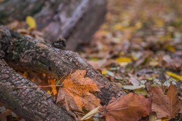 Autumn is golden in the forest. Backlit evening light. Autumn textural background. Bokeh
