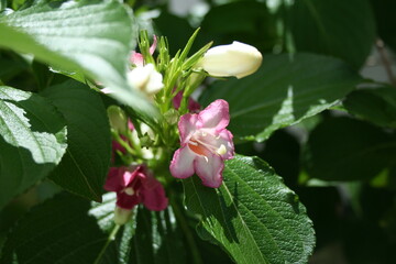 Pink flower bloom and bud flower of a plant