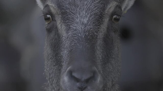 Extreme Close Up Shot Head Of Wild Goat Looking Straight To The Camera