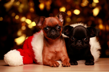 image of dog hat dark background 