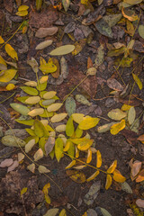 autumn leaves background