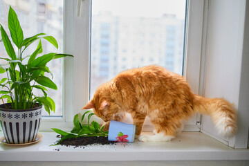 Aggressive cat on the windowsill, dropped the plant © Alexey