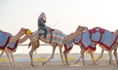 Jockeys taking the camels for walk in the race tracks.