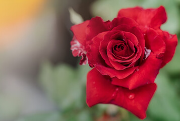 Red Roses on in a garden