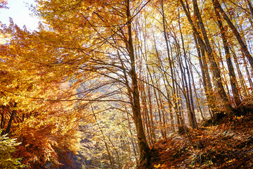 Beautifully autumn forest in the morning, Bulgaria, Balkan