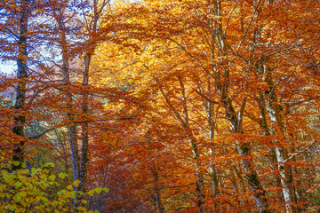 Golden autumn forest in the Balkan, Bulgaria