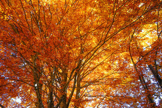 Golden autumn forest in the Balkan, Vidima, Bulgaria